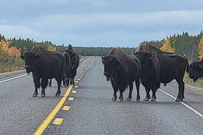 Bison Highway Road Tour - The included picnic: simple food that keeps you in the field