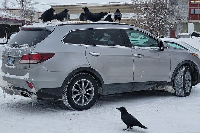 Bison Highway Road Tour - SUV vs luxury coach: how group size changes the vibe