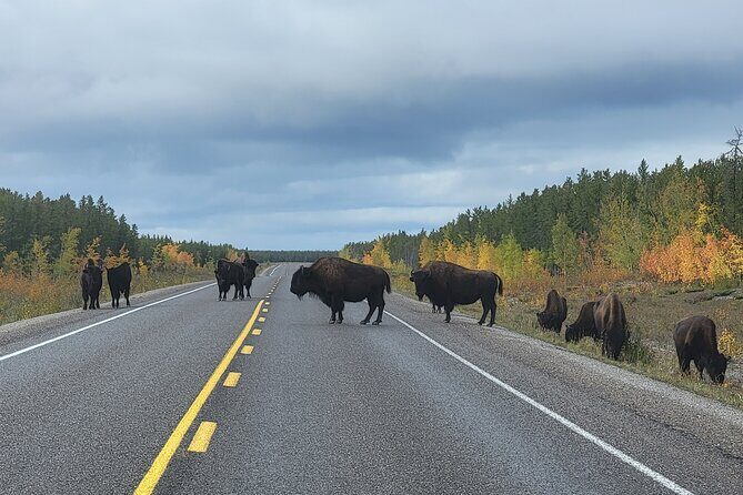 Bison Highway Road Tour - Pickup in Yellowknife: where you meet and how to avoid confusion