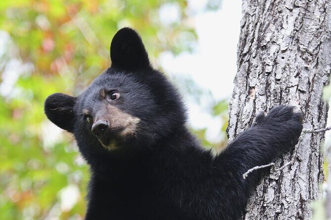 Black Bear viewing and walking at oudoor ctr's Canyon - Key Highlights You Should Know Before You Go