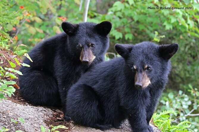 Black Bear viewing and walking at oudoor ctr's Canyon - Rivière à Mars Canyon Walk: A Guided Nature Route You Can Actually Enjoy