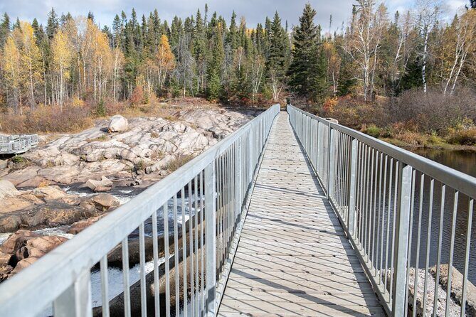 Black Bear viewing and walking at oudoor ctr's Canyon - Wildlife Beyond Bears: Wolves, Loon, Beaver, and a Porcupine Moment