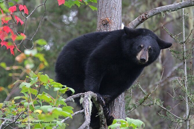 Black Bear viewing and walking at oudoor ctr's Canyon - Who This Tour Fits Best