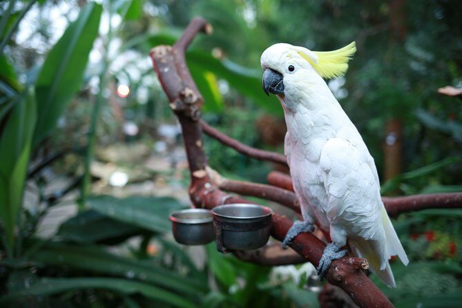 Bloedel Conservatory Admission Ticket - How the visit flows: from the entrance to the bird paths
