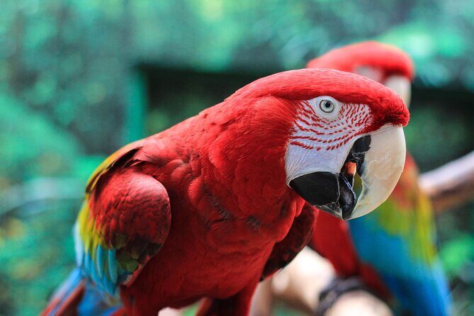 Bloedel Conservatory Admission Ticket - Outdoor additions: more trees, a water wheel, and extra variety
