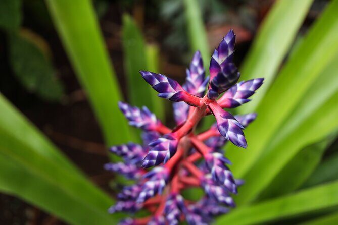 Bloedel Conservatory Admission Ticket - Hours and when to go: beat the crowd, match the weather