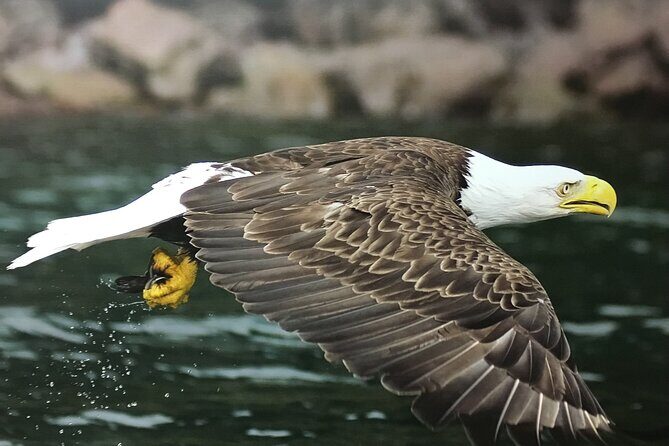 Boat Tours from Quidi Vidi Marina - Cod fishing in St. John’s: simple gear, real timing, clear expectations