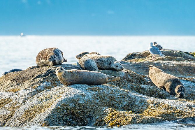 Bowen Island Dinner and Zodiac Boat Tour by Vancouver Water Adventures - Guides make it: the names people remember
