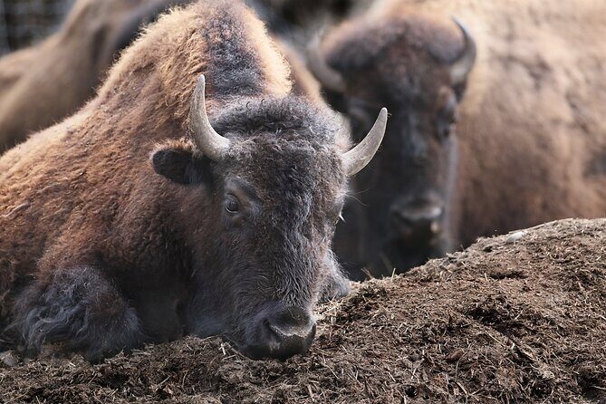 Buffalo Loop 1-Hour Horseback Trail Ride in Kananaskis - What to wear and bring: comfort rules that affect your day
