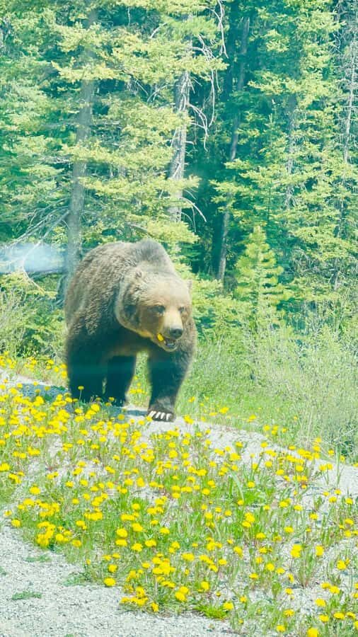 Calgary, Banff: Lake louise , Moraine ,Emerald Lake day Tour - Emerald Lake and Natural Bridge in Yoho: calmer stops with variety