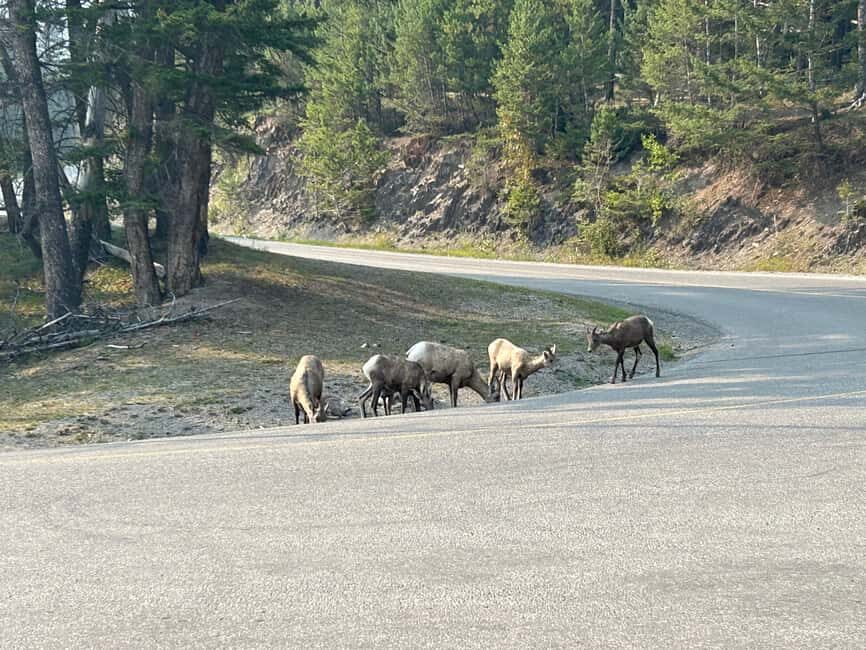 Calgary/Canmore/Banff: BEST of BANFF with LAKES Group Tour - Vermilion Lakes, Lake Minnewanka, and Bow Falls: short stops with payoff