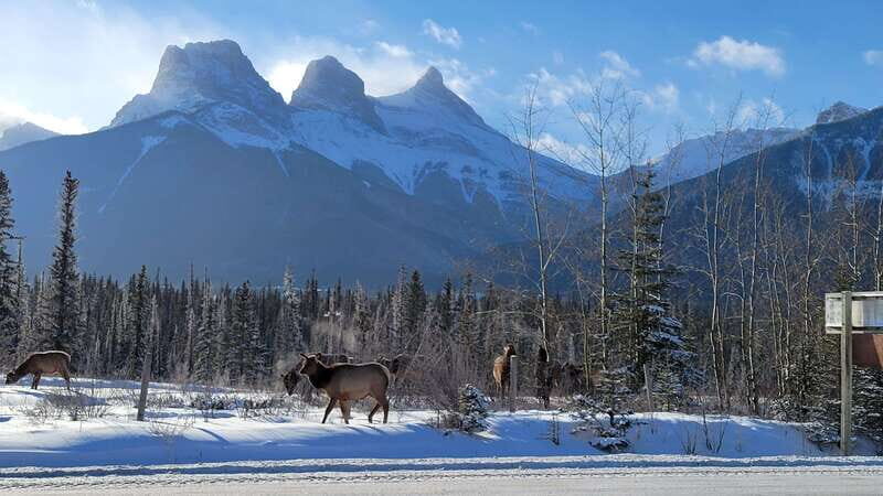 Calgary: Canmore, Banff, Lake Louise - Gondola Included - The Kananaskis Provincial Park drive: where wildlife spotting fits in