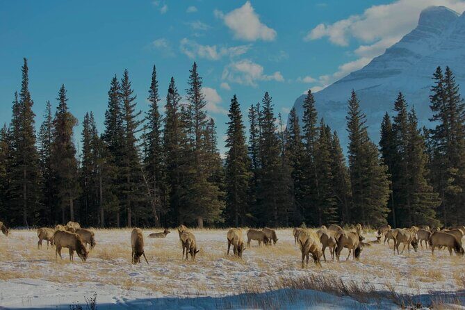 Calgary To: Lake Louise, Emerald Lake & Johnston Canyon (Shared) - 8 Hours Sounds Long. Here’s Why It Still Feels Manageable