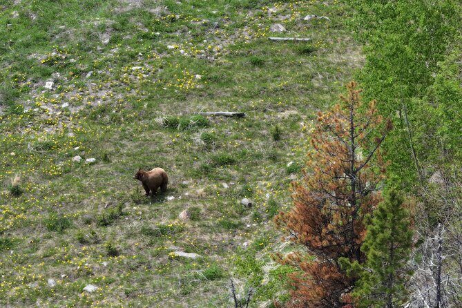 Calgary to the Rocky Mountains Private Day Tour - Who should book this private day tour