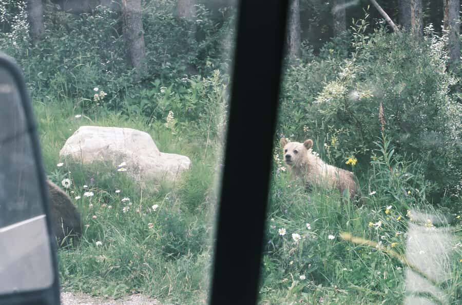 Calgary:Moraine Lake Sunrise & Lake Louise & Wildlife Safari - Key things I’d plan around before you go