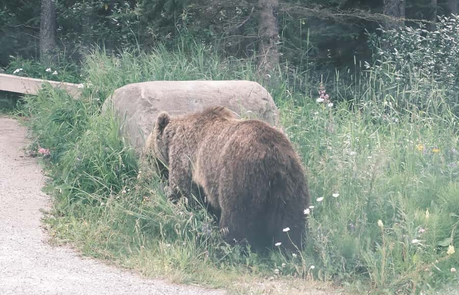 Calgary:Moraine Lake Sunrise & Lake Louise & Wildlife Safari - Morning Start from Calgary, Canmore, or Banff