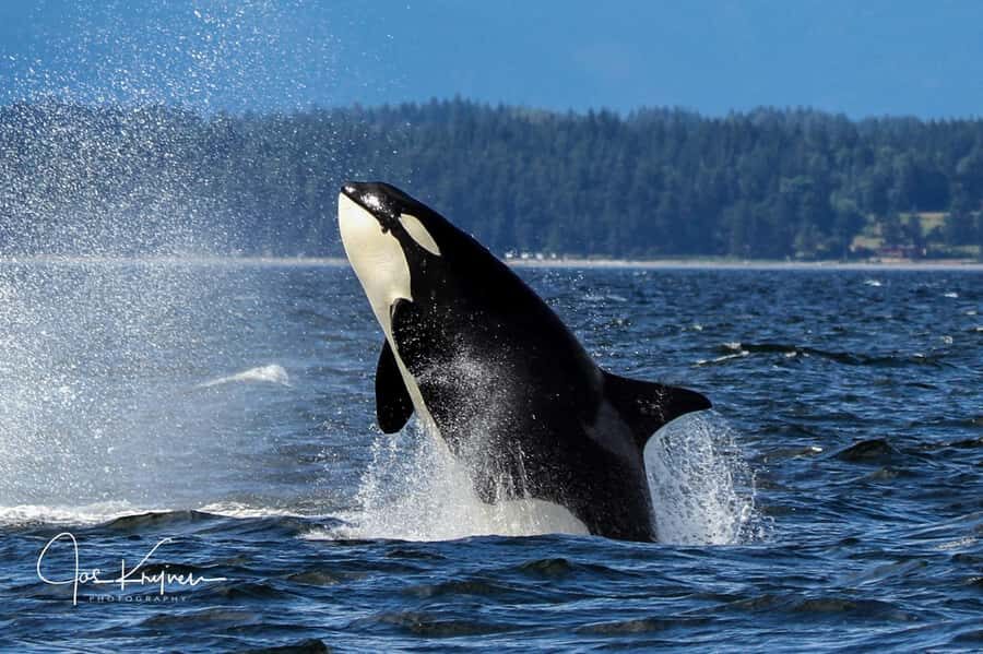 Campbell River: 4 Hour Whale & Wildlife Tour by Covered Boat - Photo odds: getting close without the chaos