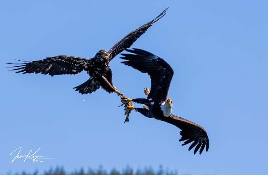Campbell River: 4 Hour Whale & Wildlife Tour by Covered Boat - Johnstone Strait wildlife: whales, dolphins, seals, and bears