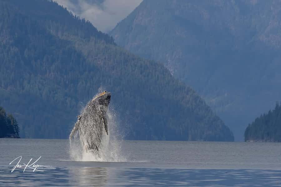 Campbell River: 4 Hour Whale & Wildlife Tour by Covered Boat - Hydrophone and expert spotting: why sound matters here