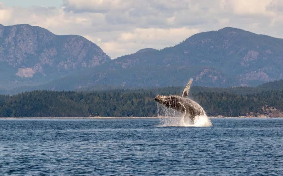 Campbell River: 4 Hour Whale & Wildlife Tour by Covered Boat - Learning about the Discovery Passage and its island setting