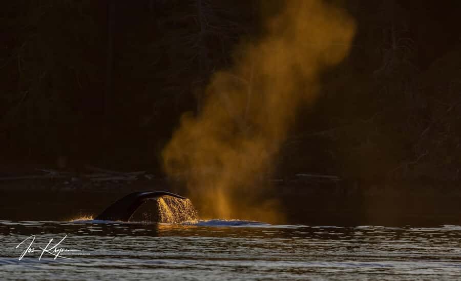 Campbell River: 4 Hour Whale & Wildlife Tour by Covered Boat - Devils Hole and The Drain rapids: thrill, tradeoffs, and comfort tips