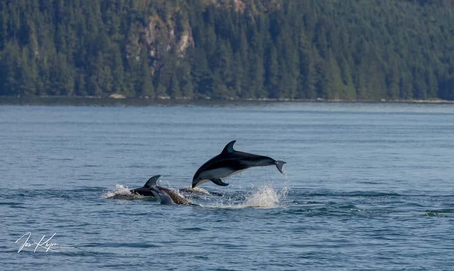 Campbell River: 4 Hour Whale & Wildlife Tour by Covered Boat - Weather-proof wildlife time: being covered helps, but sightings still depend