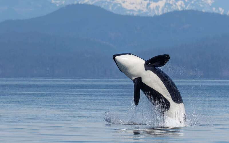Campbell River: 4 Hour Whale & Wildlife Zodiac Boat Tour - From Coast Marina to Johnstone Strait: the route that puts you in the action