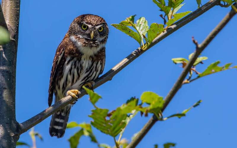 Campbell River: 4 Hour Whale & Wildlife Zodiac Boat Tour - Devils Hole rapids and Aaron Rapids (The Drain): the ride you’ll remember
