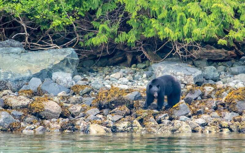 Campbell River: 4 Hour Whale & Wildlife Zodiac Boat Tour - Price and value: what $216 buys you in real experience