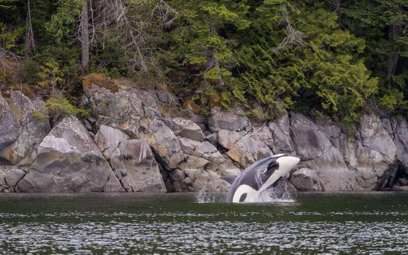 Campbell River: 4 Hour Whale & Wildlife Zodiac Boat Tour - FAQ