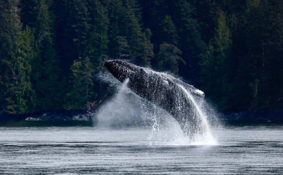 Campbell River: 6 Hour Covered Whale Watching Tour w/ Lunch - Key things I’d circle before you go