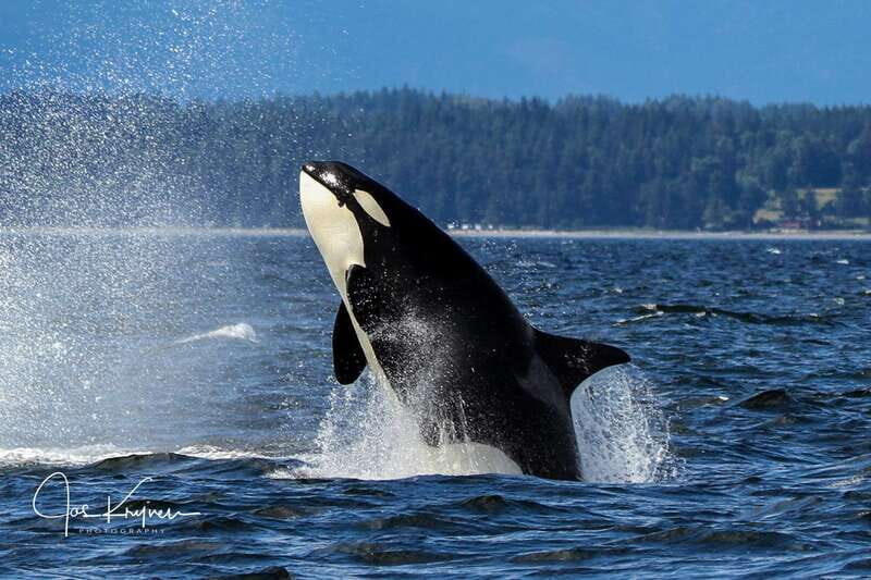 Campbell River: 6 Hour Covered Whale Watching Tour w/ Lunch - Which whales you’re most likely to see (and what “success rate” really means)