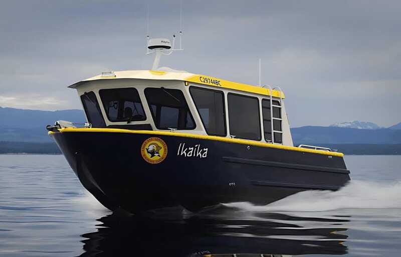 Campbell River: 6 Hour Covered Whale Watching Tour w/ Lunch - More than whales: dolphins, seals, sea lions, and eagles
