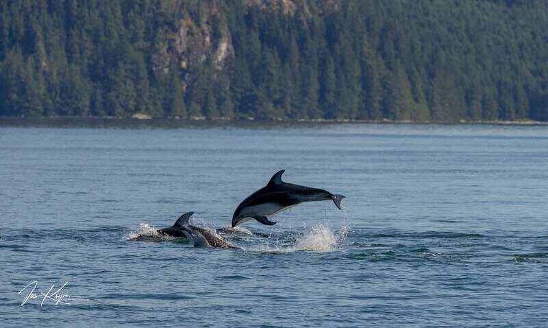 Campbell River: 6 Hour Covered Whale Watching Tour w/ Lunch - Price and value: is $275 for 6 hours worth it?