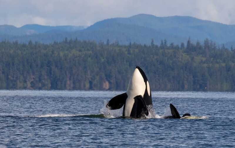 Campbell River: 6 Hour Covered Whale Watching Tour w/ Lunch - Should you book this Campbell River whale watching tour?
