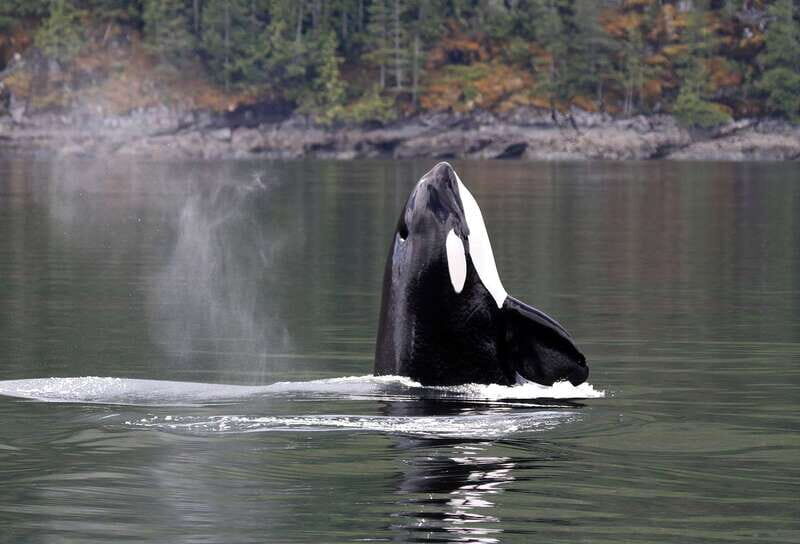 Campbell River: 6 Hour Covered Whale Watching Tour w/ Lunch - Covered-boat comfort: why it changes the whole experience