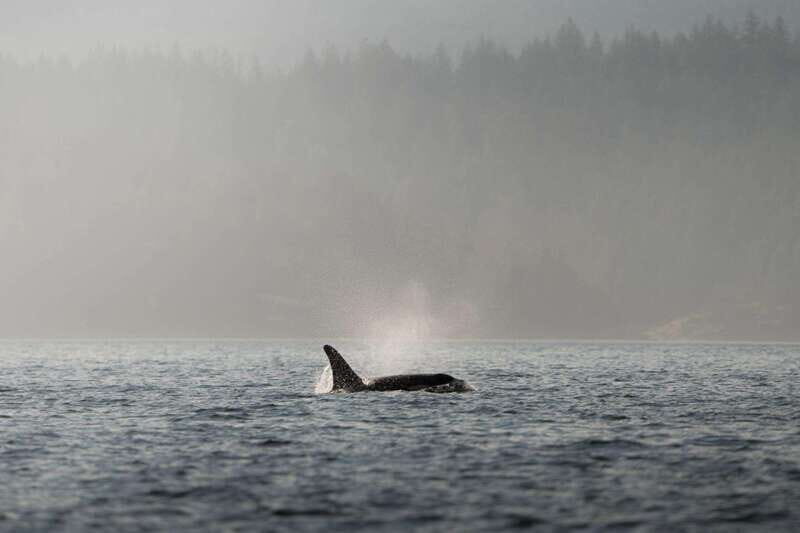 Campbell River: 6-Hour Whale Watching Boat Tour - Float House check-in, safety briefing, and where the day starts