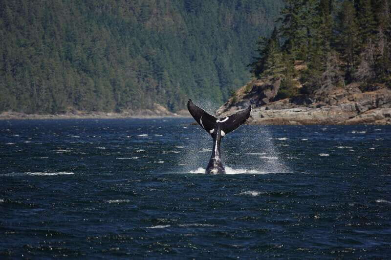 Campbell River: 6-Hour Whale Watching Boat Tour - The first secret stop: 3 hours of whale and dolphin scanning