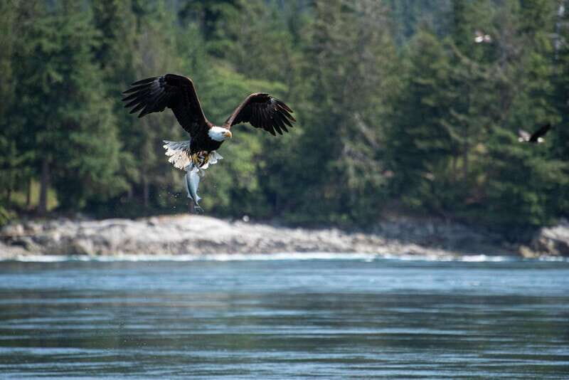 Campbell River: 6-Hour Whale Watching Boat Tour - Boat comfort: covered vs Zodiac feel, plus onboard washrooms