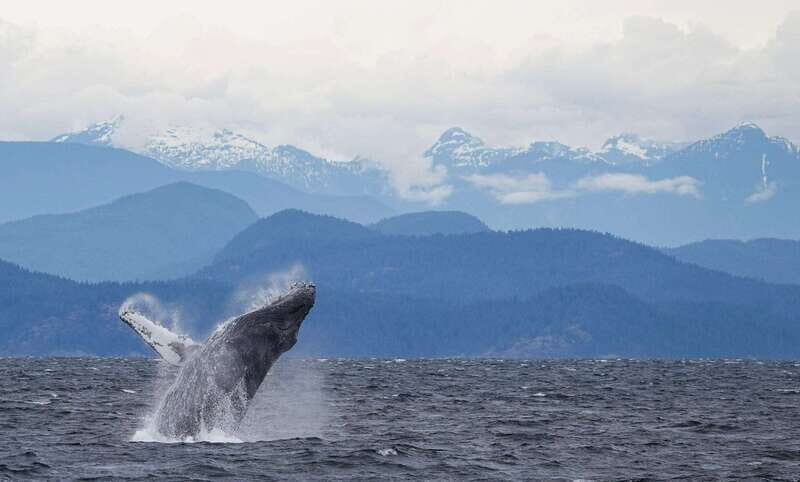 Campbell River: 6-Hour Whale Watching Boat Tour - Food and value: how the $245 price makes sense for a full day