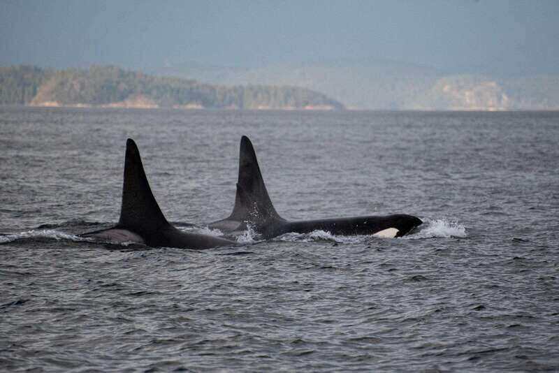 Campbell River: 6-Hour Whale Watching Boat Tour - How the route targets Salish Sea and Johnstone Strait wildlife