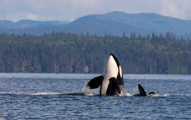 Campbell River: 6 Hour Zodiac Whale Watching Tour w/ Lunch - Key things I’d pay attention to