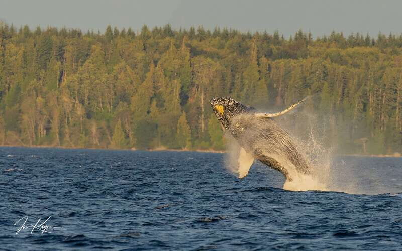 Campbell River: 6 Hour Zodiac Whale Watching Tour w/ Lunch - Zodiac whale watching on the Discovery Passage: what the day is really like
