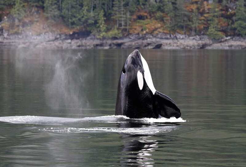 Campbell River: 6 Hour Zodiac Whale Watching Tour w/ Lunch - Lunch onboard: fuel that keeps your spotting game strong