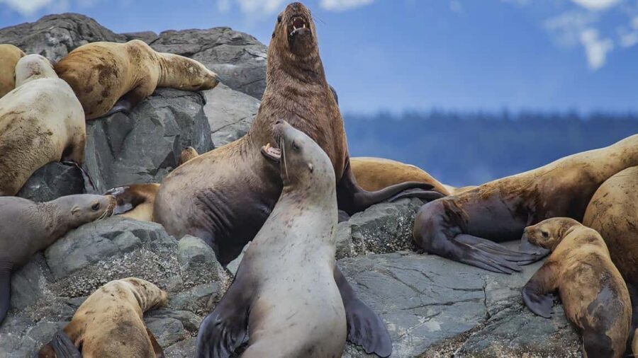 Campbell River: 7-Hour Big Animal Encounter Boat Tour - Key Things I’d Mark on Your Radar