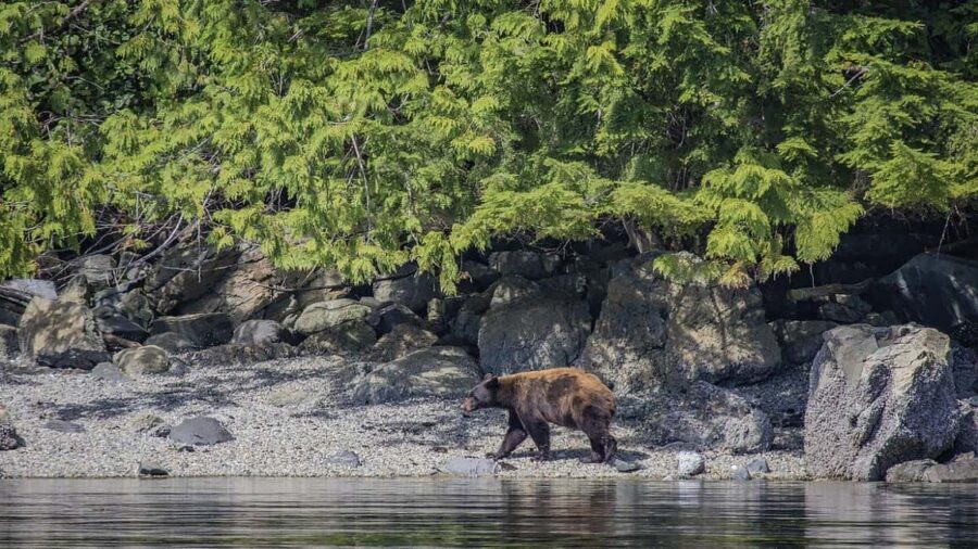 Campbell River: 7-Hour Big Animal Encounter Boat Tour - Cruising the Discovery Islands and Desolation Sound for Big Animals