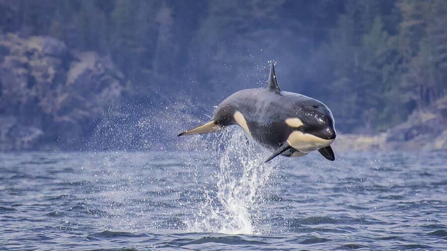 Campbell River: 7-Hour Big Animal Encounter Boat Tour - The On-Board Rhythm: Snacks, Lunch, and Wildlife Scanning Breaks