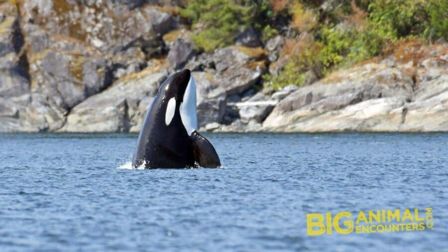 Campbell River: 7-Hour Big Animal Encounter Boat Tour - Price and Value: Is $245 Worth It?