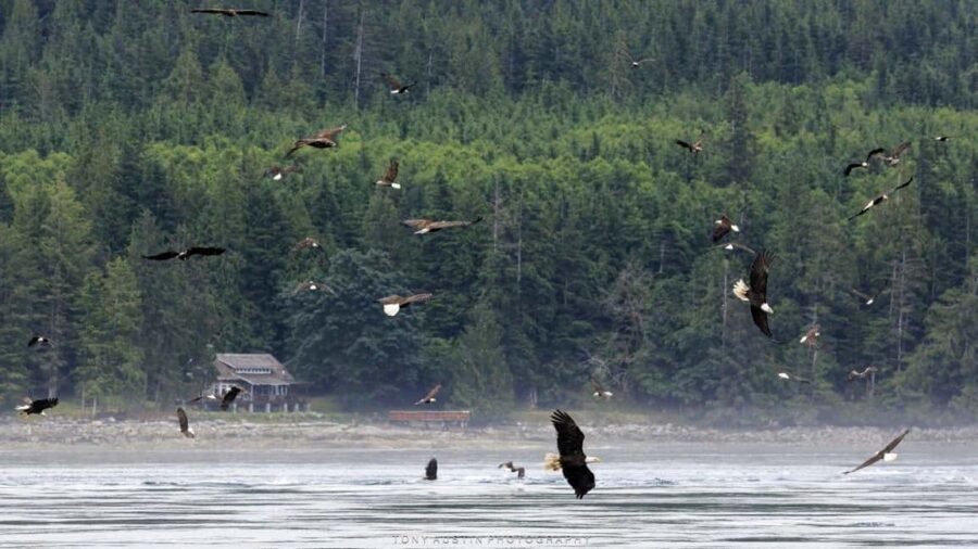 Campbell River: 7-Hour Big Animal Encounter Boat Tour - What to Bring (So Weather and Water Don’t Win)