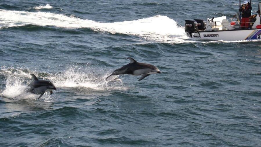 Campbell River: 7-Hour Big Animal Encounter Boat Tour - Tips for Getting Better Views During Sightings